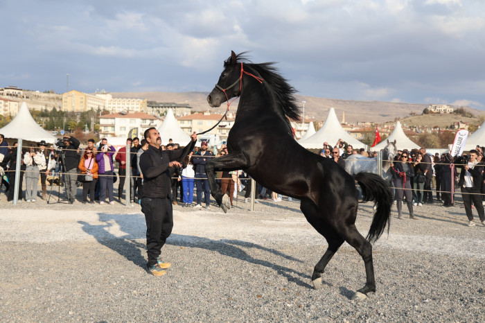 KAPADOKYA’DA ATLAR PODYUMA ÇIKTI 